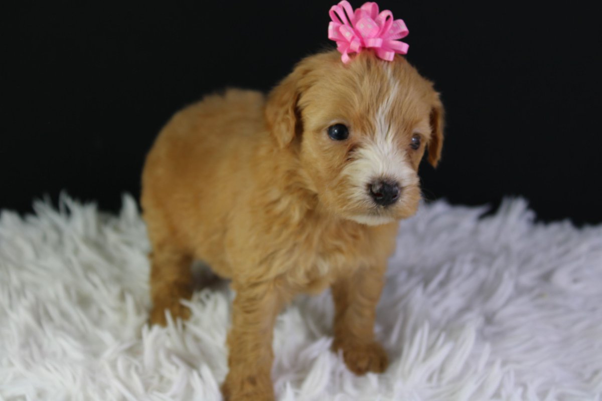 Forever Country Puppies (@PuppiesCountry) / Posts / X