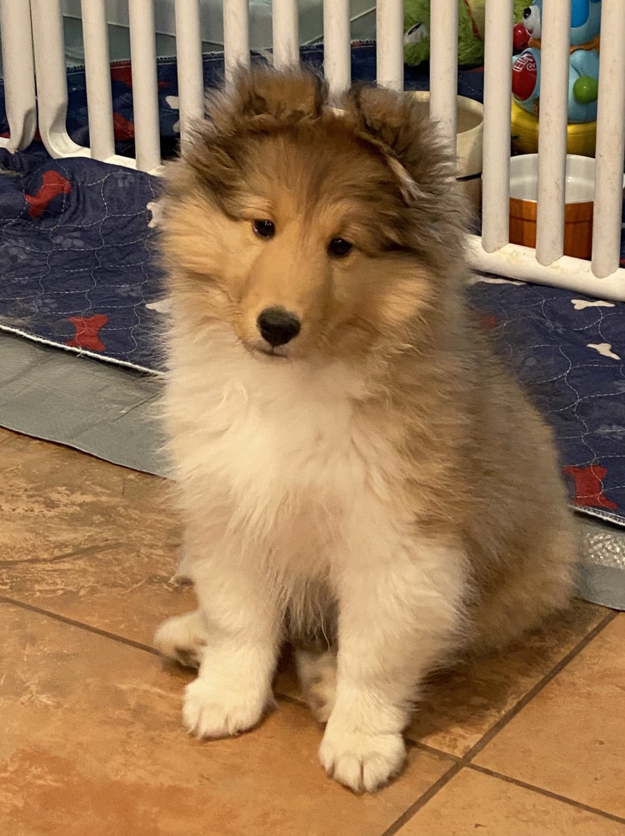 Mom took my picture last night. I’m 11 weeks old! Love, Baby Kai ❤️🐾❤️ #dogsofX #sheltie #puppylove