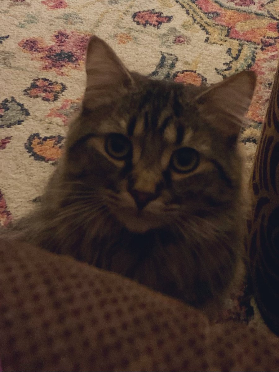 michelef1205's tweet photo. Sheβll be sound asleep one minute then attack mode the next π#Kitter https://t.co/RFyeFAmoD2
