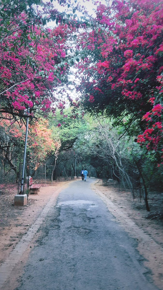 Run route bliss! #Delhi 🏃‍♀️