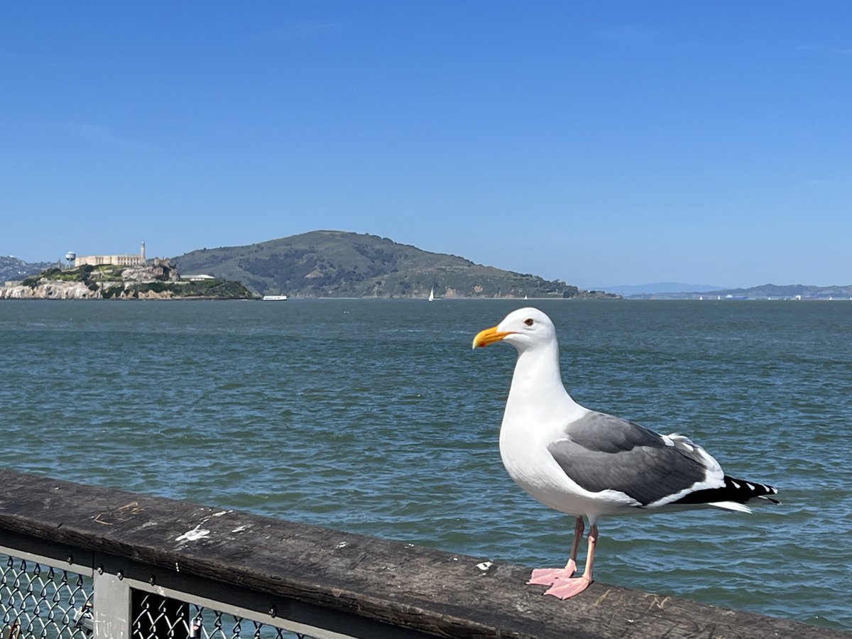 The official mascot of our trip to #GDC2024.  #SanFrancisco #Fishermanswharf $RKR ⁦@MinionsOfSteel⁩ #Alcatrez