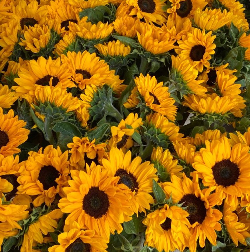 itmydefinition's tweet image. ‘เพราะเขาคือพระอาทิตย์
ที่ทำให้ทานตะวันอย่างเราสดใสและเบ่งบาน’