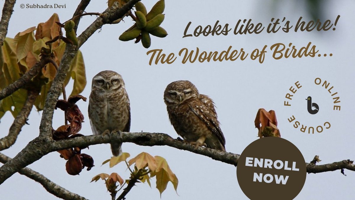 "The Wonder of Birds" free online course by Early Bird is available now! Take the course here: bit.ly/twob77 

🔍 What is it about? A multimedia, mobile-friendly course celebrating the beauty and significance of birds.