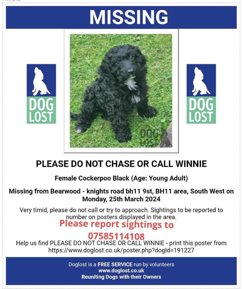 🐕 WINNIE #cockerpoo #missing Last seen Knights Road #Bearwood #BH11 25 March 2024 She is microchipped & was wearing a collar & ID All black with distinctive strip of white under chin If you are in Bearwood please check ring door bells, cctv, garages/sheds doglost.co.uk/dog-blog.php?d…