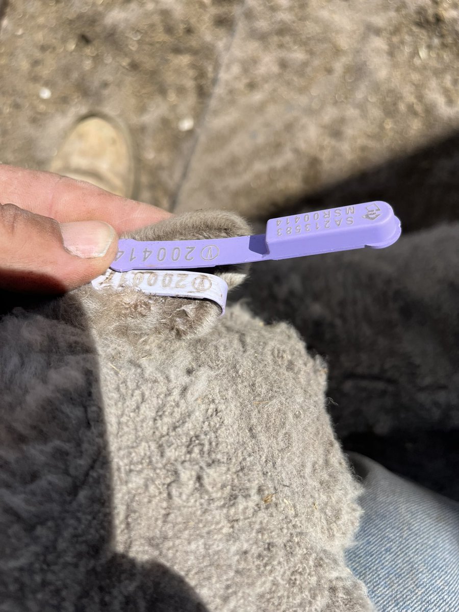I was visually drafting mixed age ewes. The Datamars FET #EID tags put in at 2020 marking should be purple like the photo of the surplus tag vs the faded one in the ear. Now they are very hard to distinguish from Shearwell white tags
Cost almost $2/tag. Share your experiences