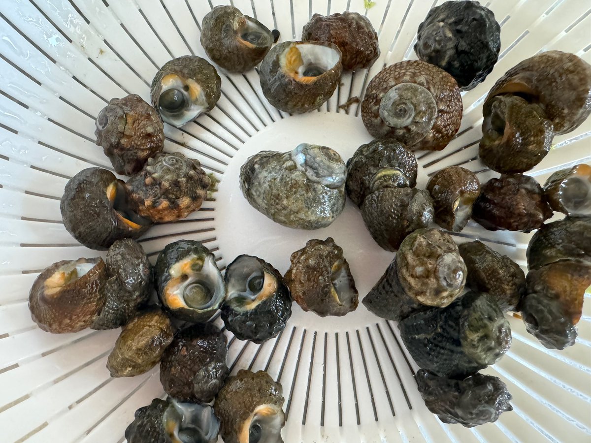 超希少　巨大シャコガイ 超希少 巨大シャコガイ 超希少 巨大シャコガイ