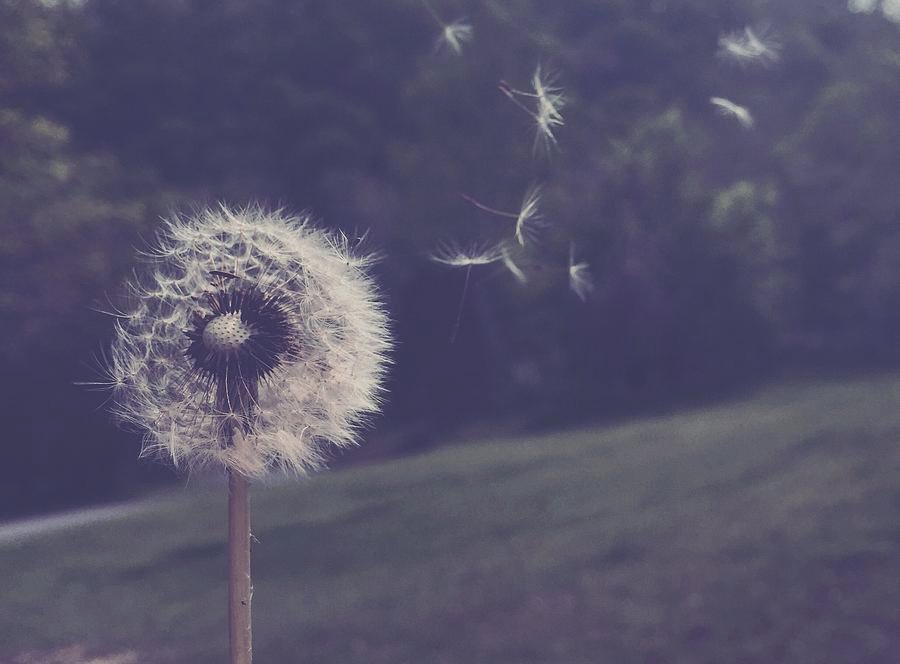 I’m the girl who still believes in magic. The one who sees a dandelion and still makes a wish.