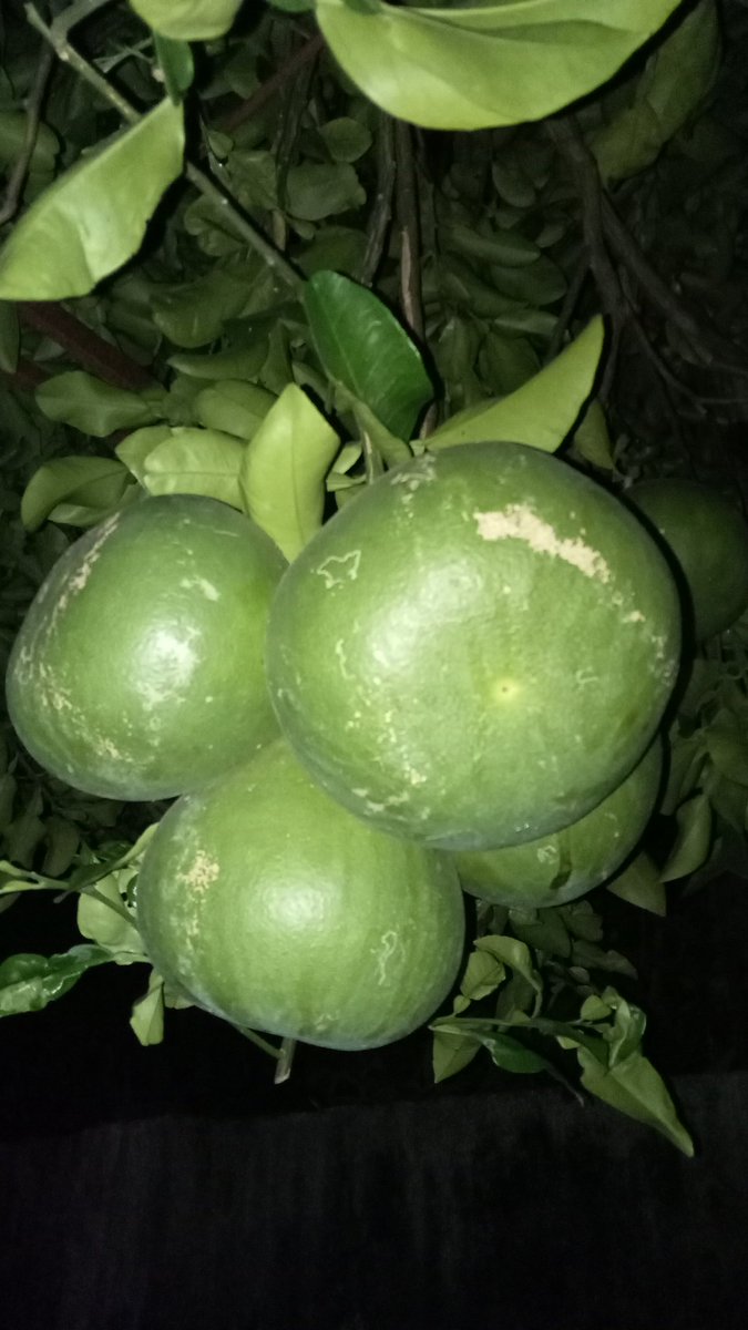 BURENG LAS (@sklejingan) on Twitter photo 