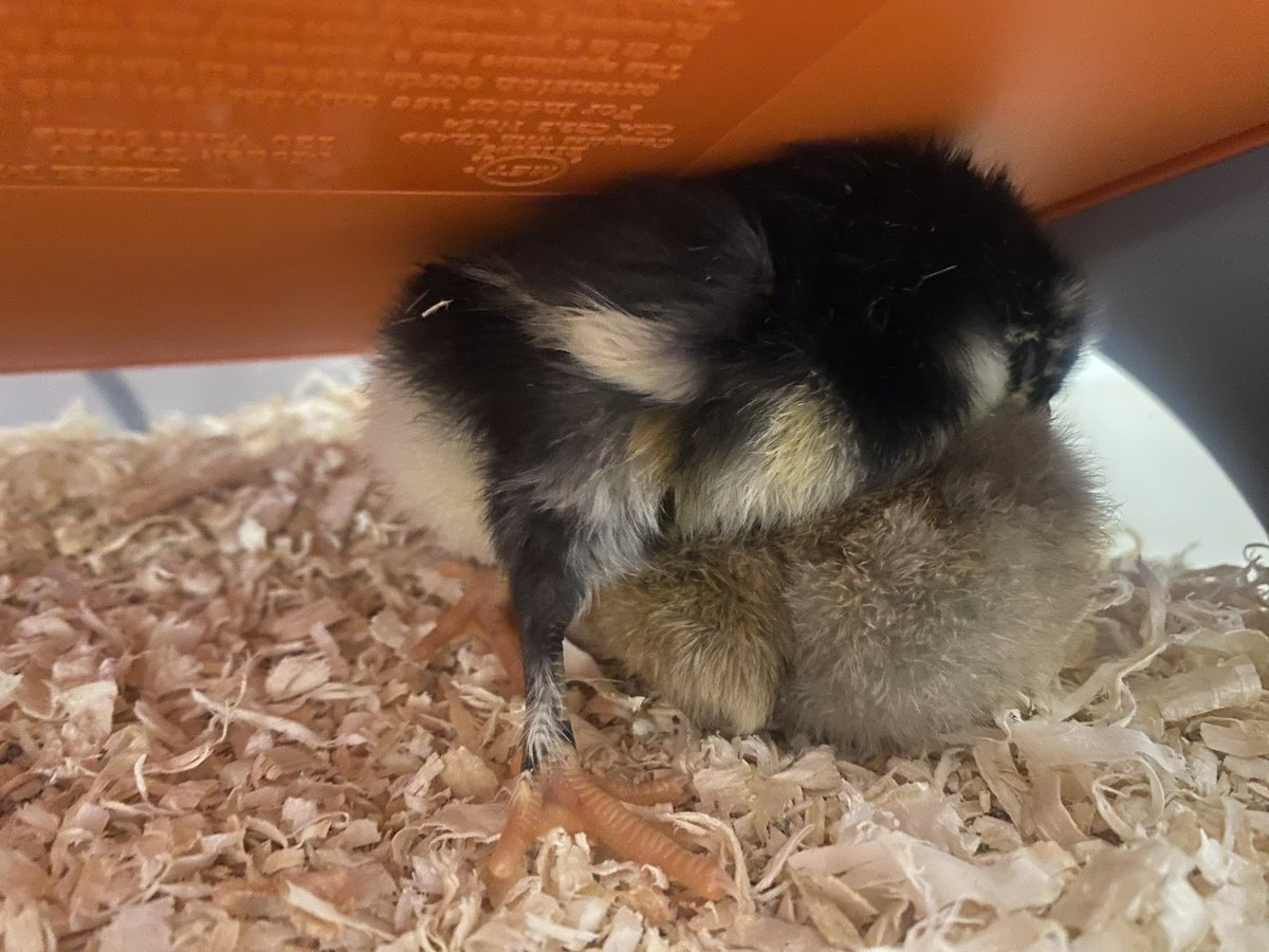 Meet McChicken and Grimace. McChicken is black and yellow and Grimace is gold. They enjoy being under the heat lamp. @rvsed