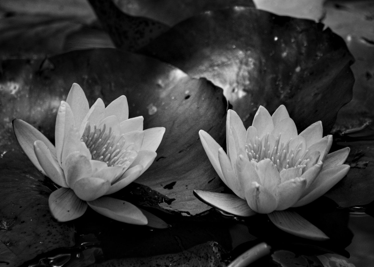 csdock's tweet image. Water lillies