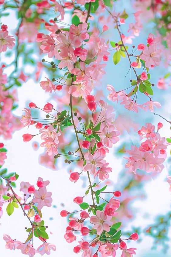 Morning Followers 🌸🌿🌸🌿