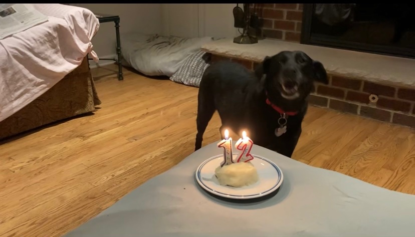 eric_dietze's tweet photo. Every year for my dog’s birthday, my parents make her a cake made out of mashed potatoes and sing her Happy Birthday https://t.co/MGhZ3emXb6
