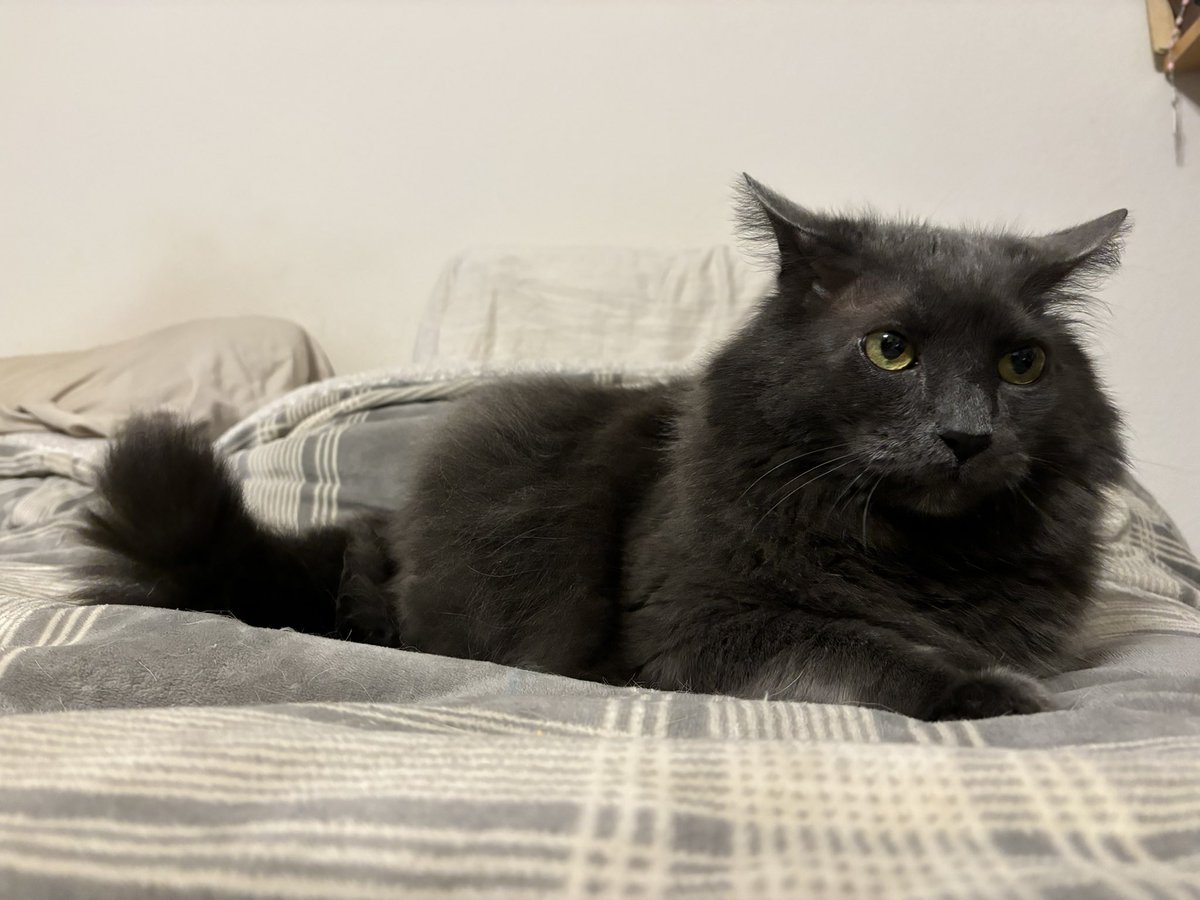 mine speshal meal,,, interupted by mine dogcuzzin barking at da door,,, fur wanting MINE SPESHAL MEAL 😤 OUTRAEJUS ‼️‼️