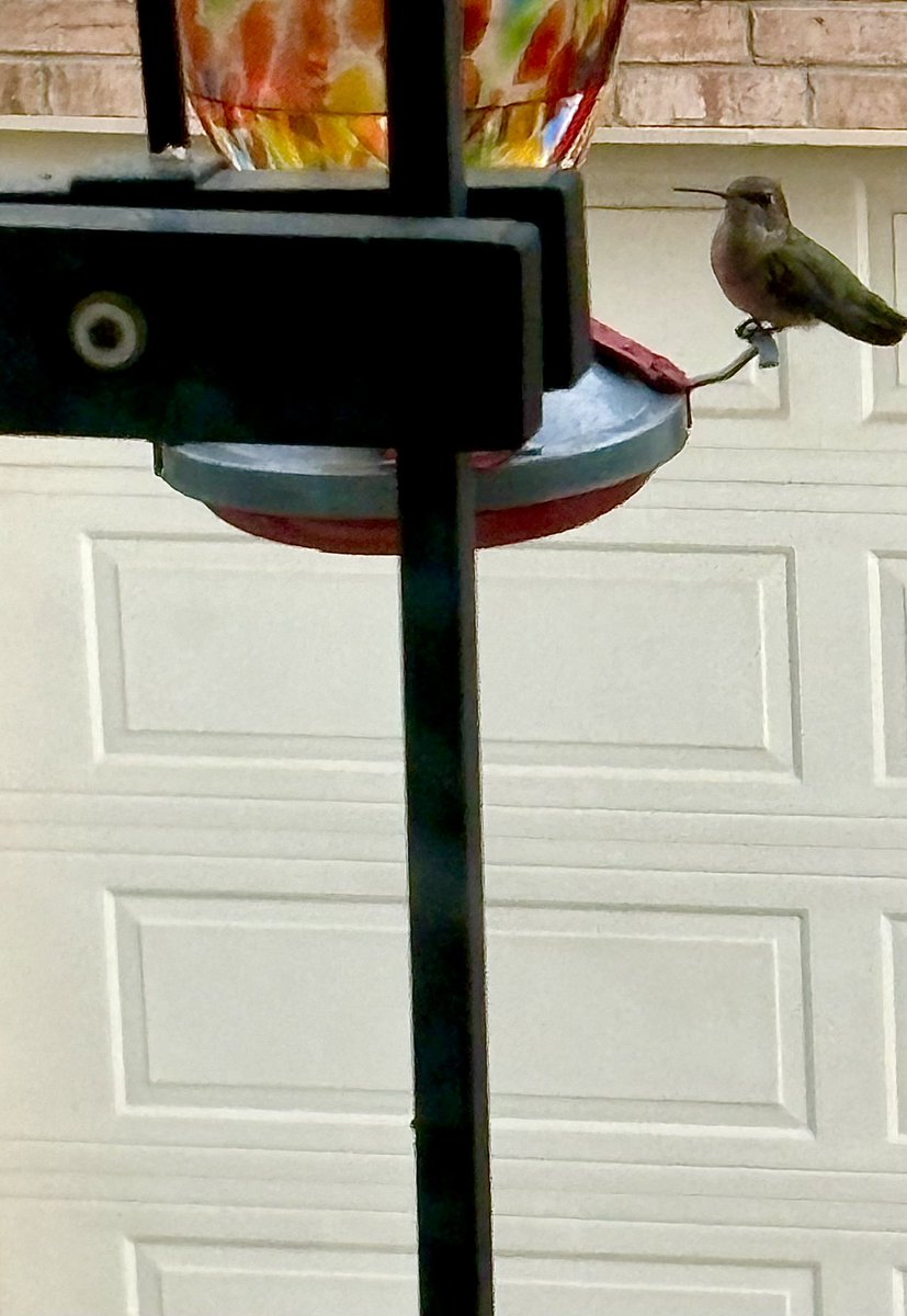 First sighting of the season. #hummingbird #birds