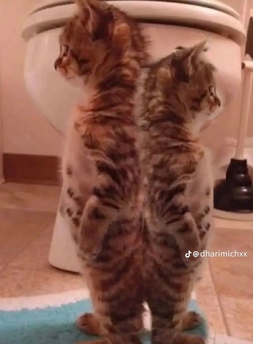cinawow's tweet photo. Eu e ele (no caso eu sou o gato maior) https://t.co/JrKT9Q143Q