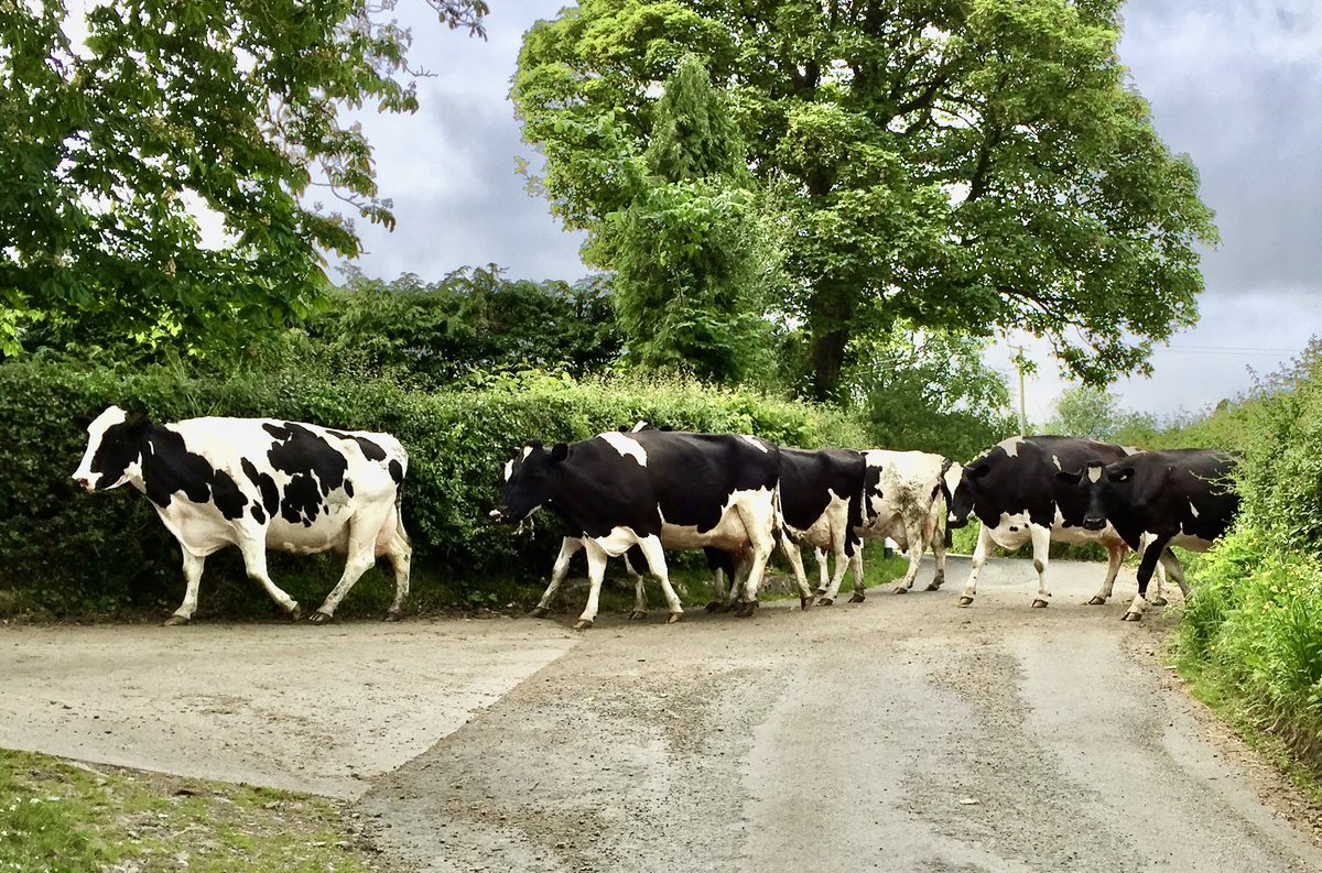 Traffic problems in rural Britain. Get a moooove on!