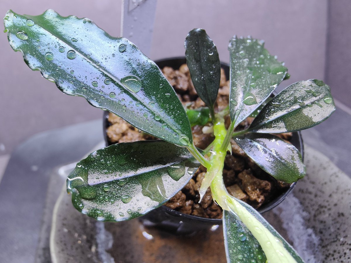 キボーデコ على X: 