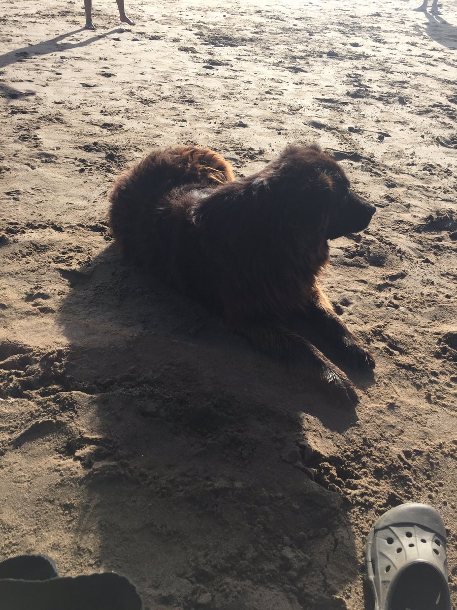 perros_shidoris's tweet photo. Estábamos en la playa y le dimos comida y agua a un perro callejero y mi perro se puso celoso entonces fue y se sentó con otra familia para darnos celos a nosotros jajajjaj https://t.co/KtBdP1dufG