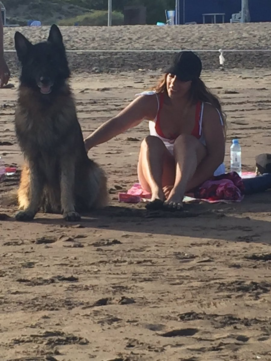 perros_shidoris's tweet photo. Estábamos en la playa y le dimos comida y agua a un perro callejero y mi perro se puso celoso entonces fue y se sentó con otra familia para darnos celos a nosotros jajajjaj https://t.co/KtBdP1dufG