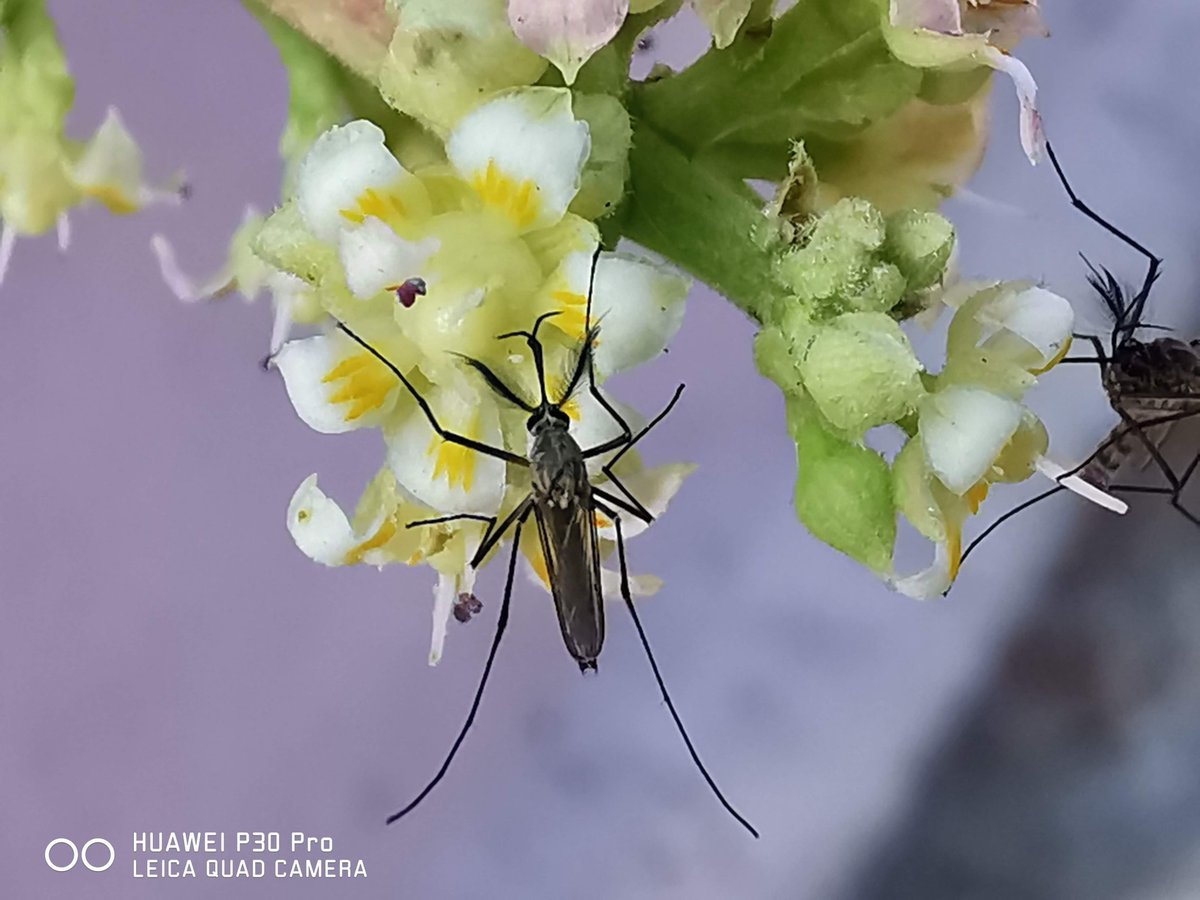 Siva_Bharani's tweet photo. Few years back
Shot on #HuaweiP30Pro
#noEdit #Macro https://t.co/6cudAto4Av