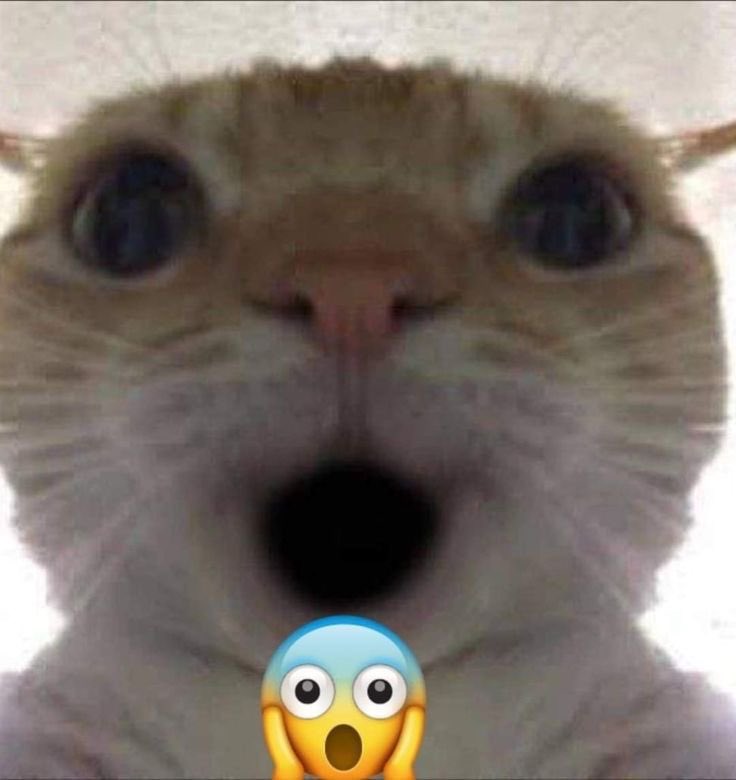 kattzu0's tweet photo. @Butchuoi Nghệ😮 https://t.co/tcDcR1VOzO