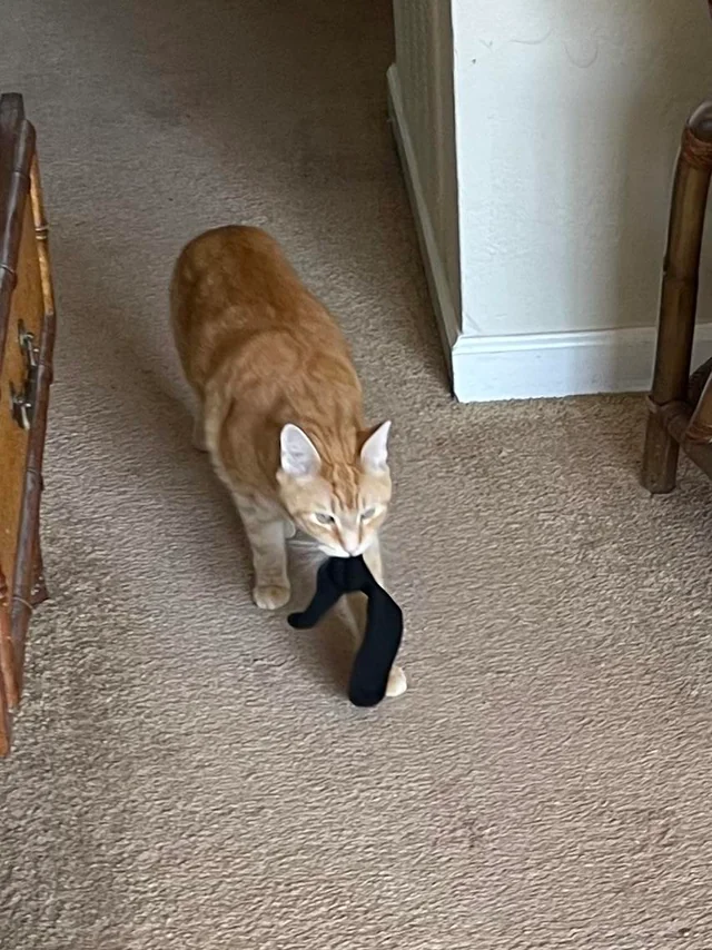 ぜろいちとかいう日左右ちゃん狂 tweet media