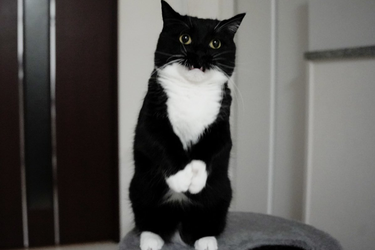 unicouniuni3's tweet photo. Now that I'm 4 years old, I'm even stronger! :3

4歳になってぼくは更に強くなった！ https://t.co/uStOcYxIUf