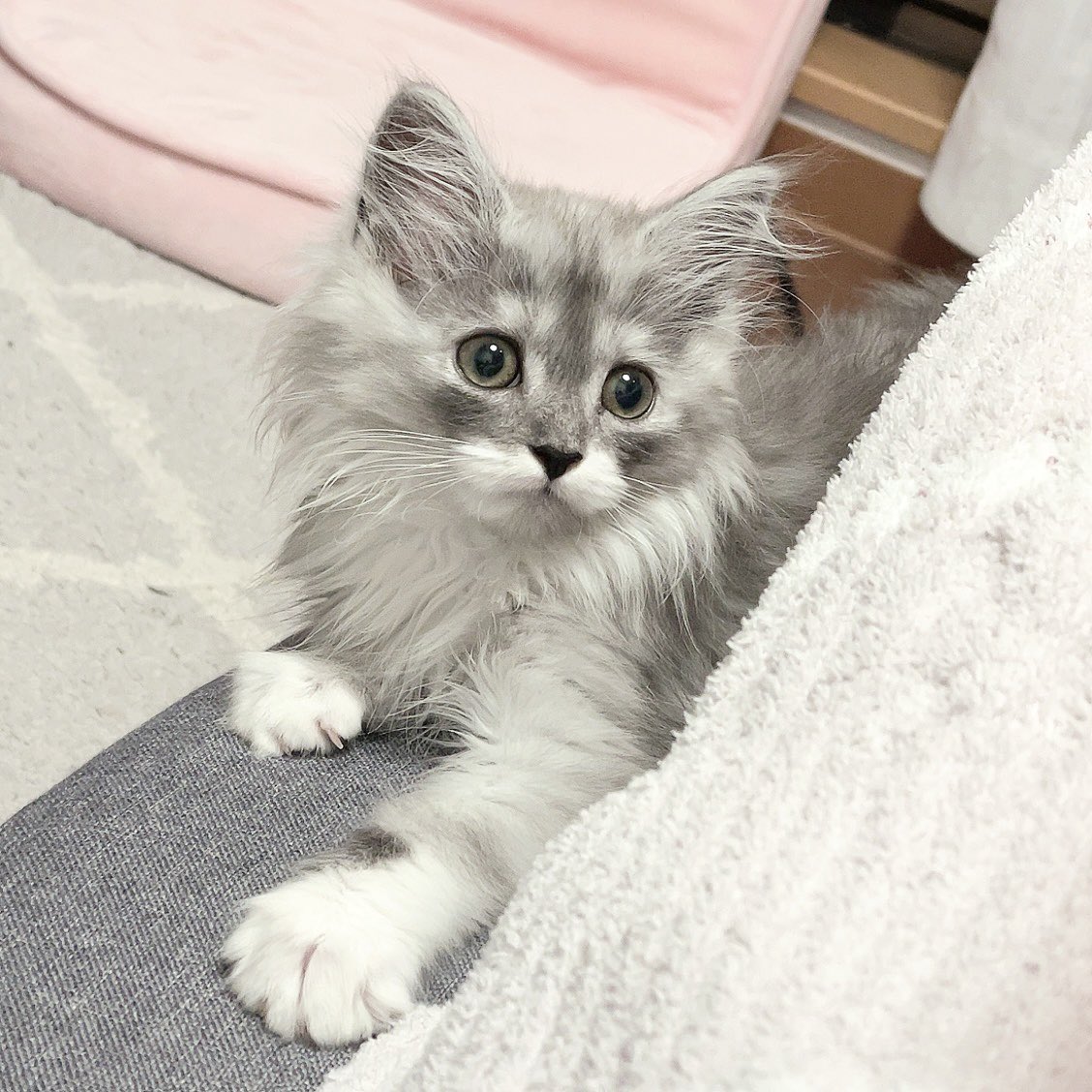 らんまる🐾 (@1224_ranmaru_jp) / Posts / X