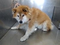 iWaFDUeWUTuqm9L's tweet photo. 迷子のワンちゃんが千葉県香取市牧野で保護です https://t.co/Ib8n7P6y5D