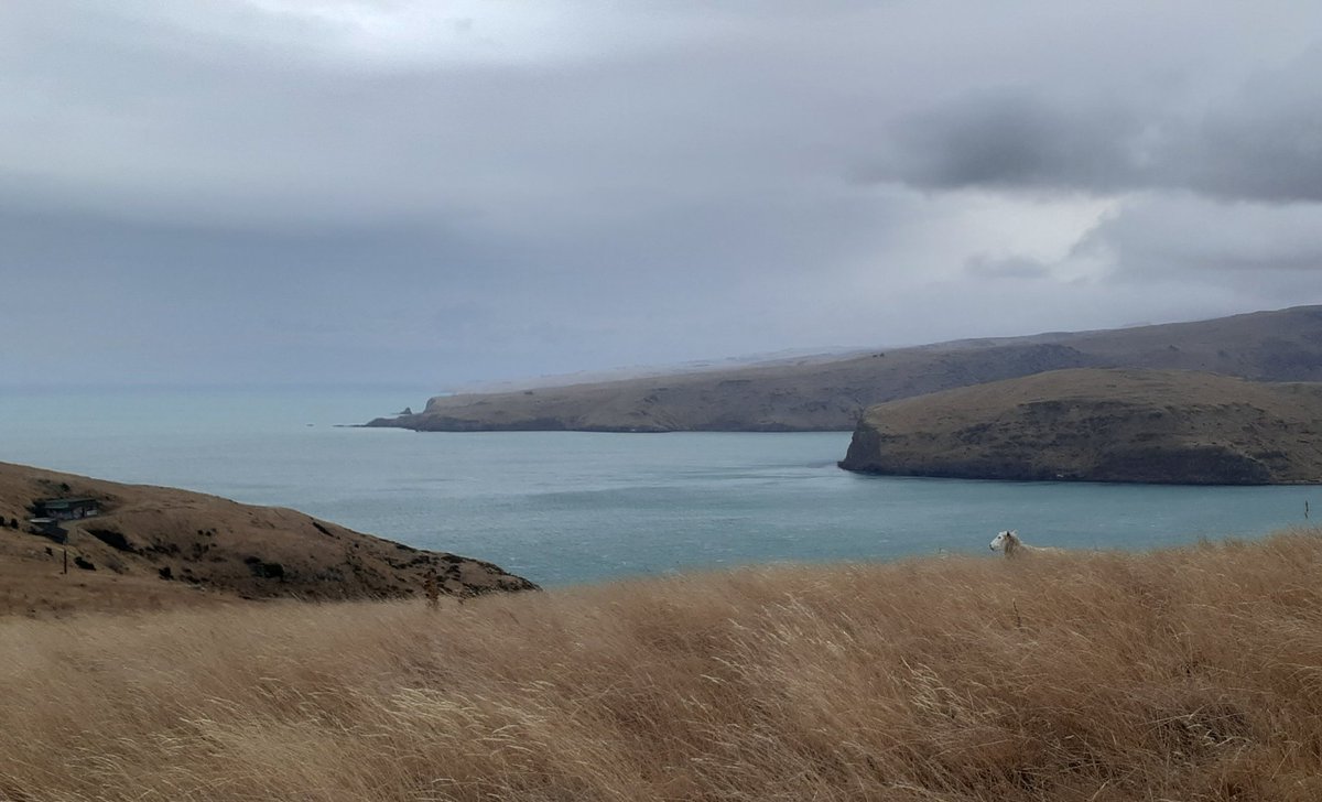 Godley Head, Christchurch - The hikes, views, colours and landscape. Love it.