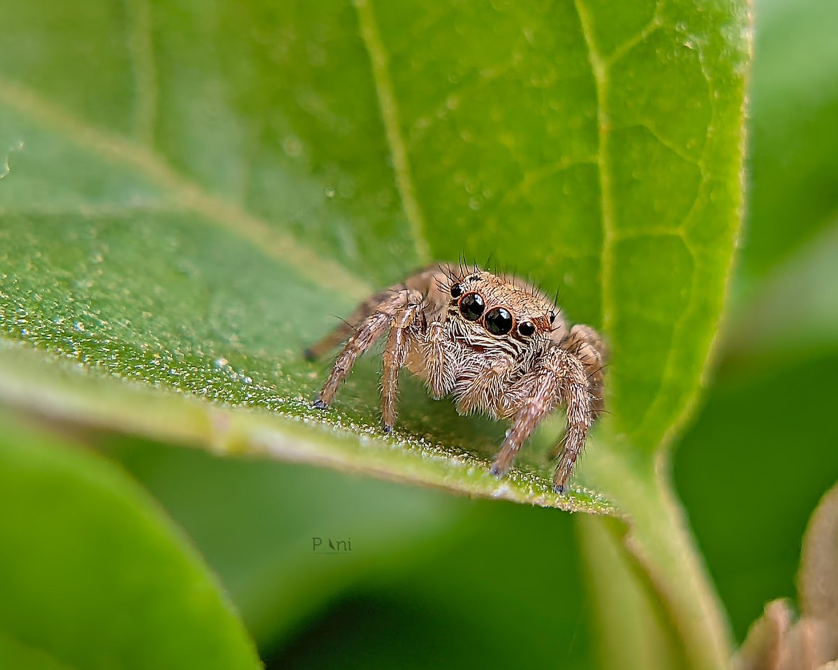 Salticinae [Jumping Spider] Color perception: Unlike most spiders, many jumping spiders can distinguish colors, enabling them to differentiate prey and mates effectively. @IndiAves @Avibase #JumpingSpider #Salticidae #SpiderPhotography #Macrophotography #NaturePhotography