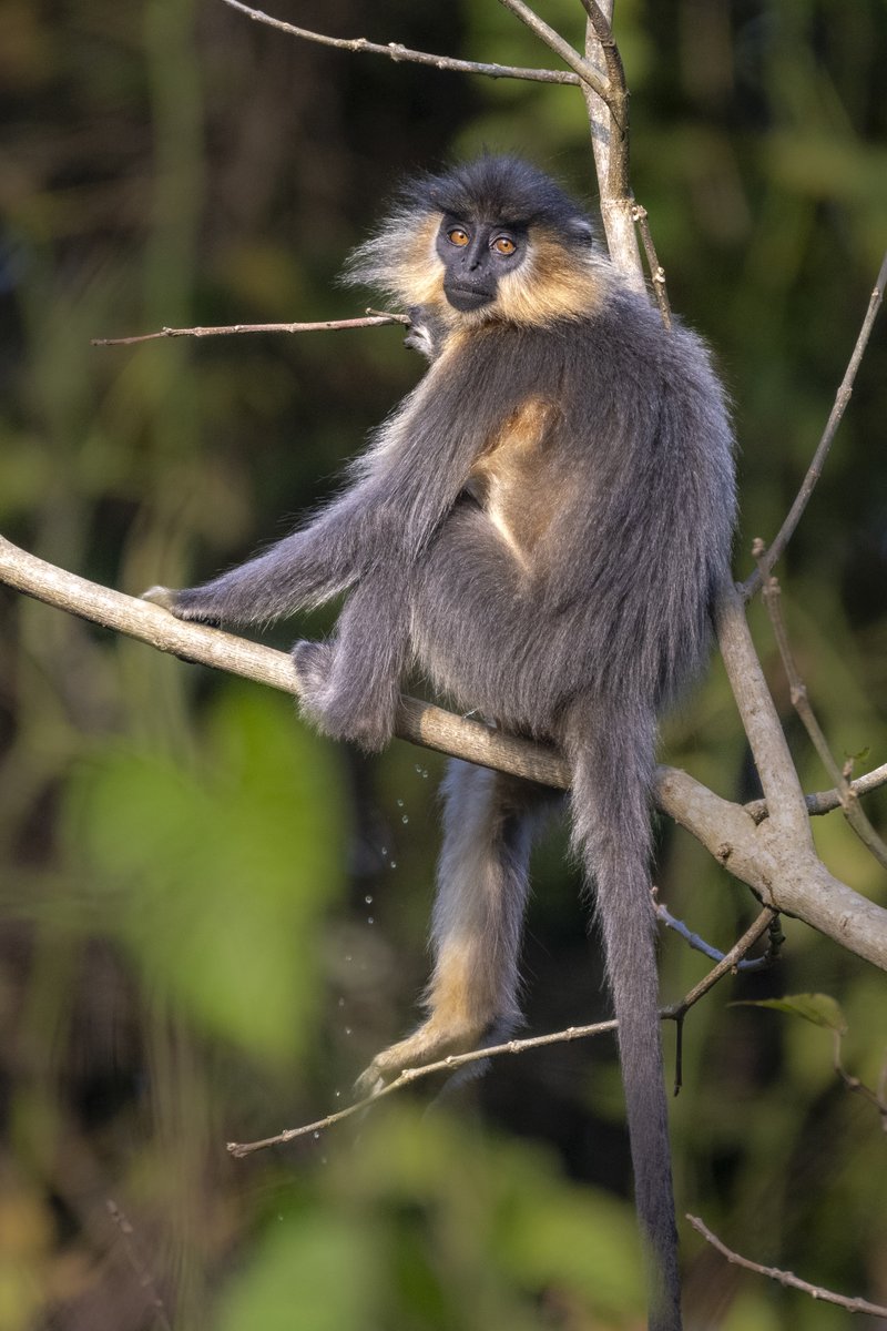 Found in the Northeastern states of India, Capped Langurs survive on a herbivorous diet as they can digest cellulose better than other species. Captured by #NikonCreator Udayan Borthakur For information on products, offers and more, visit nikon.co.in #Nikon…