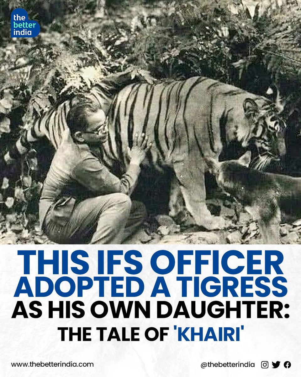 In the heart of the Indian wilderness, a tribe stumbled upon a frail tiger cub, and they swiftly brought it to safety.   

#SimlipalTigerReserve #Odisha #TigerConservation #IFSOfficer #India

[Simlipal Tiger Reserve, Odisha, IFS Officer]