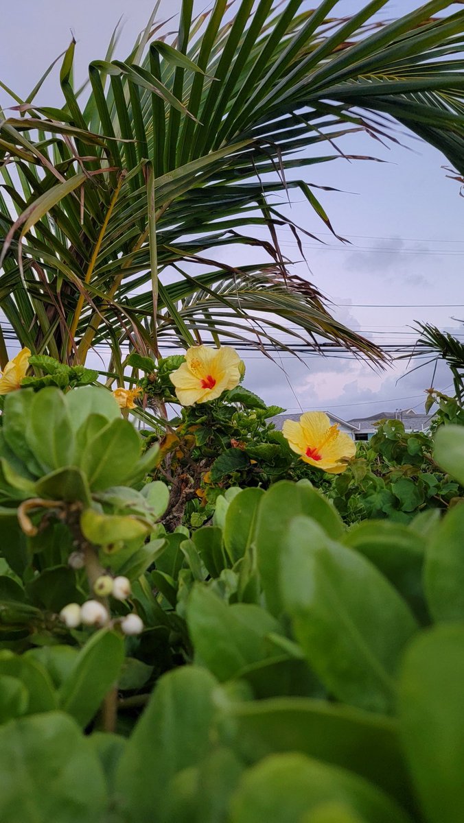 erinvaltinson's tweet photo. Some photos from this year's adventure in Hawai'i! https://t.co/D4qPcKCWuR