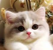 Ada Luna tweet media