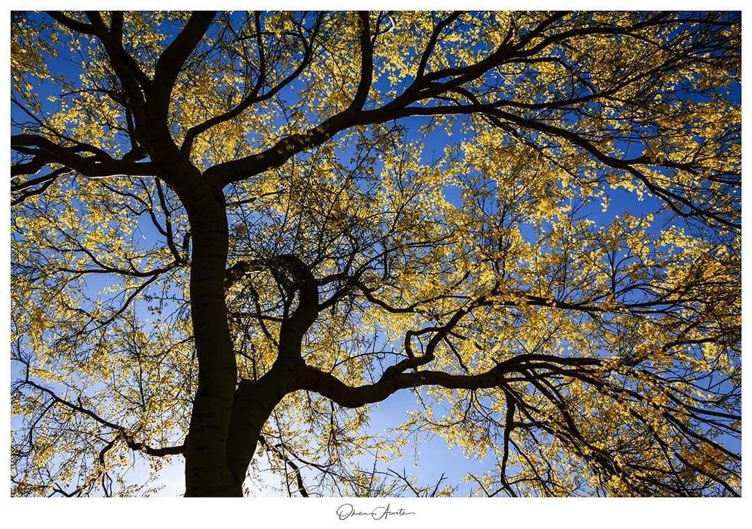 AndaresDel's tweet photo. Hermosillo se pinta de amarillo con el paloverde florido.

#Hermosillo #hermosillosonoramexico #paloverde #desiertodesonora #nativo #arbolnativo #Amarillo #flordeprimavera #floramarilla #detemporada #Sonora 
#losandaresdelomar #acostaomar #meencanta https://t.co/Wxfihk3TVr
