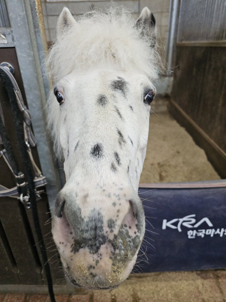 Korea Racing tweet media