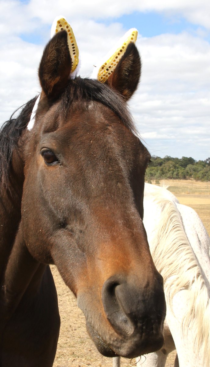 Wishing a Happy Easter to all from #LivingLegendsAU 🐴 🥕 🐰

Don't forget we will be open daily over the Easter weekend! Drop in, say hello and celebrate Easter with your family surrounded by our beautiful creatures. 

#VisitVictoria #EveryBitDifferent #DiscoverHume