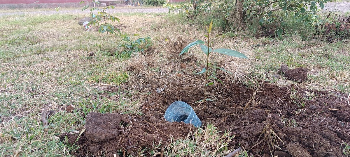 FOMAWA's tweet photo. Tree planting @ Vanessa G G S (Rongai). Species selected for planting consisted of 70 Casuarinas, 57 Grevilias, 20 Nandi Flames, 20 Pines, 20 E. Grandis, 10 E. Macuratas, 50 Bottlebrush, 10 Olea Africanas, 5 Prunners Africanas, 3 Scheffleras, 5 Jamuns (Zambarau),4 Umbrellas. https://t.co/4QIU9NwOpp
