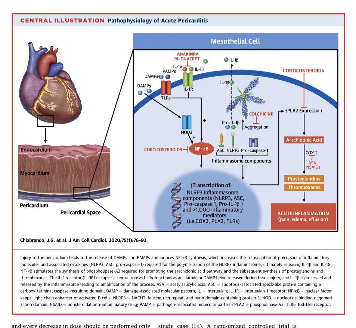 EmergPOCUS's tweet photo. 🟢 Tratamiento para Pericarditis Aguda ❤️‍🔥

•#Aspirina: 750-1,000 mg cada 8 h por 1-2 semanas.
•#Ibuprofeno: 600-800 mg cada 8 h por 1-2 semanas.
•#Colchicina: 0.5-1.2 mg en una o varias dosis por 3 meses.

•Enlace para el doc full text 📖🔗: https://t.co/lDiSt7tVVG https://t.co/xDAvvFSKY6