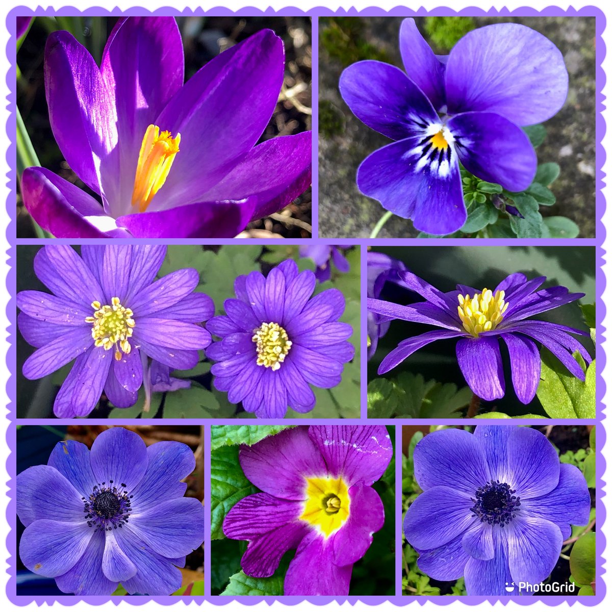 Windy but sunny 🌞 #MaundyThursday ##EasterHolidays #Flowers #Gardening #Purple #Blues