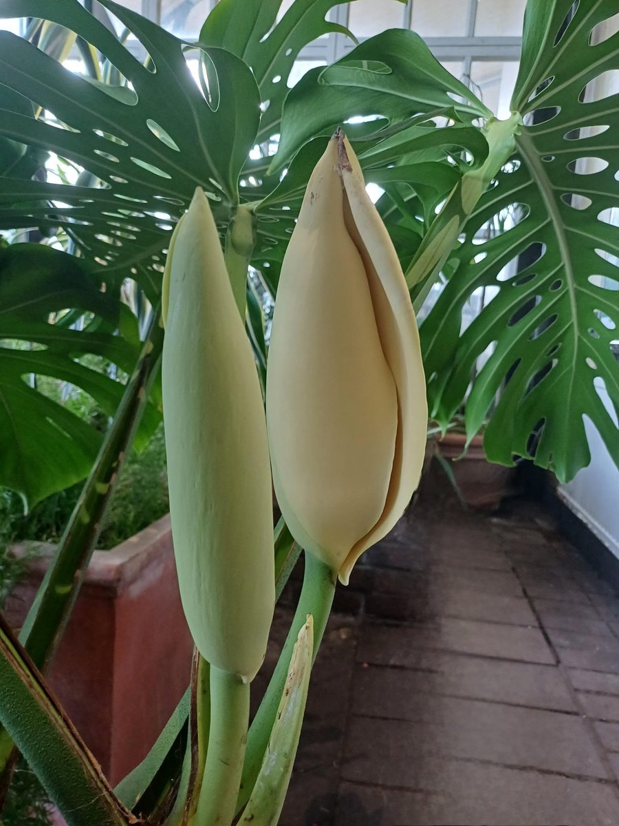 We are very excited that our Swiss Cheese Plants in our Conservatory are looking like they will soon flower!

This is very rare when grown indoors and not in the wild! This is a huge testament to the amazing work our gardener does in keeping all of our plants happy and healthy!