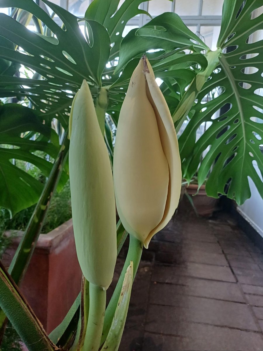 We are very excited that our Swiss Cheese Plants in our Conservatory are looking like they will soon flower! This is very rare when grown indoors and not in the wild! This is a huge testament to the amazing work our gardener does in keeping all of our plants happy and healthy!