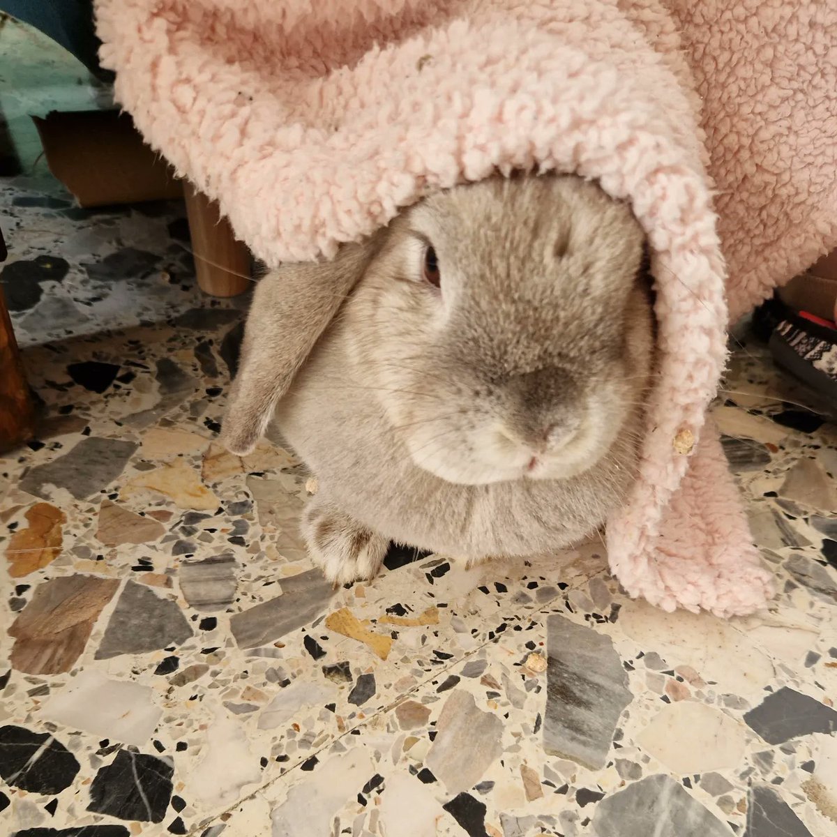 leagrange23's tweet photo. 🥰😍😻 https://t.co/D893HiK6hp
