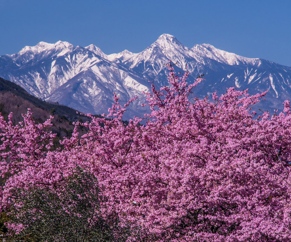 桜咲く上に 八ヶ岳が美しい #八ヶ岳　#河津桜