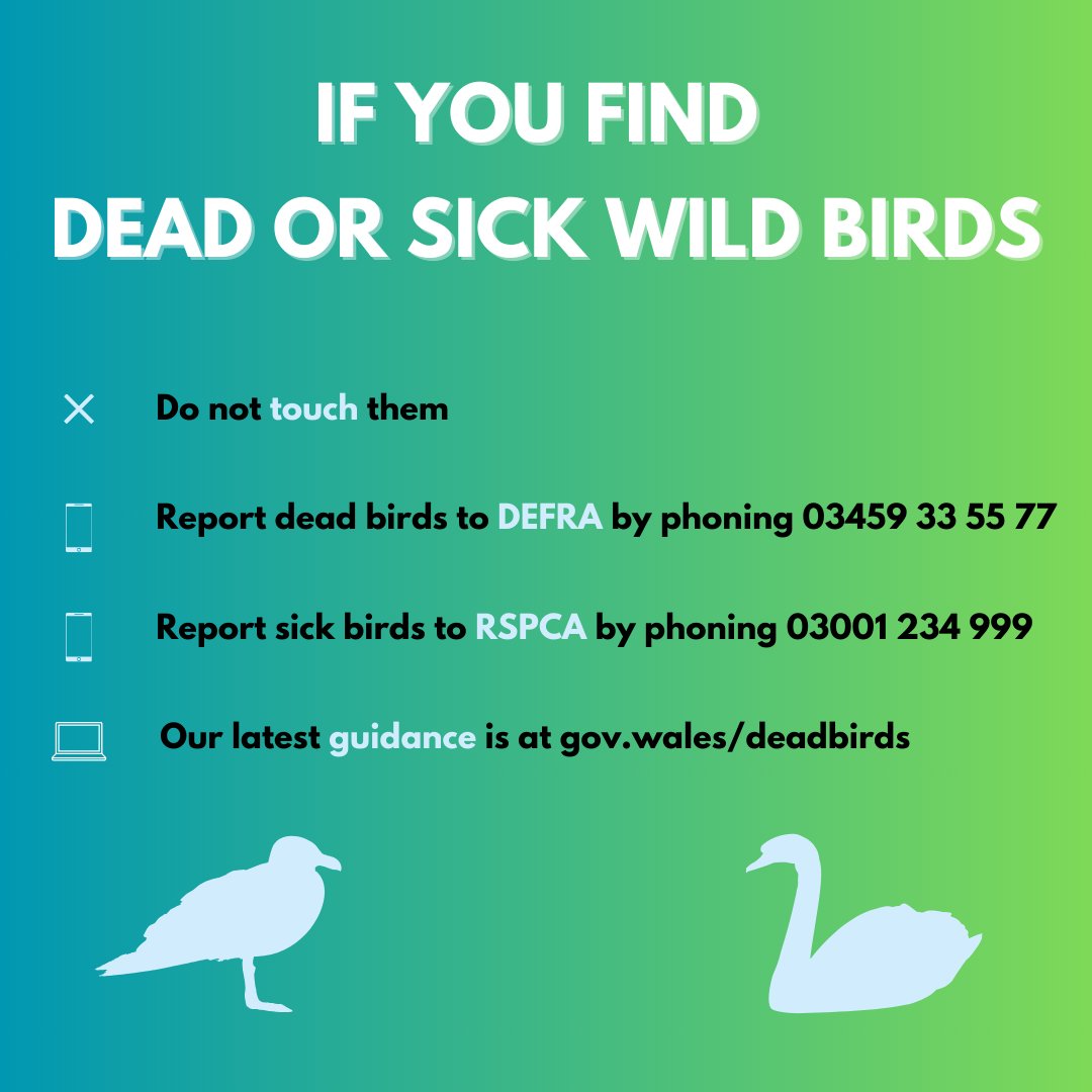 If you find dead or sick wild birds this #EasterWeekend, please do not touch them or pick them up.

📱Report dead birds to <a href="/DefraGovUK/">Defra UK</a> - 03459 33 55 77  

📱For sick birds, call <a href="/RSPCA_official/">RSPCA (England & Wales)</a> - 03001 234 999  

Further guidance can be found here 👇

gov.wales/deadbirds