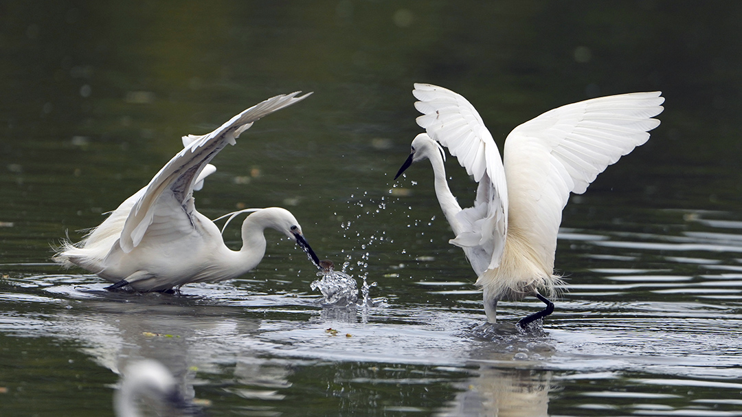 Embrace the magic of nature in #Xiaoshan's Guali town as bird breeding season unfolds! Egrets, herons, and more flock to this haven, transforming it into a paradise for #wildlife enthusiasts. 🌿#BirdWatching #ExploreXiaoshan #Hangzhou