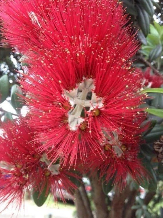 Kwiat o nazwie Krew Chrystusa. Kwitnie w Nowej Zelandii i tylko w Wielkim tygodniu. W srodku kwiata jest krzyz.