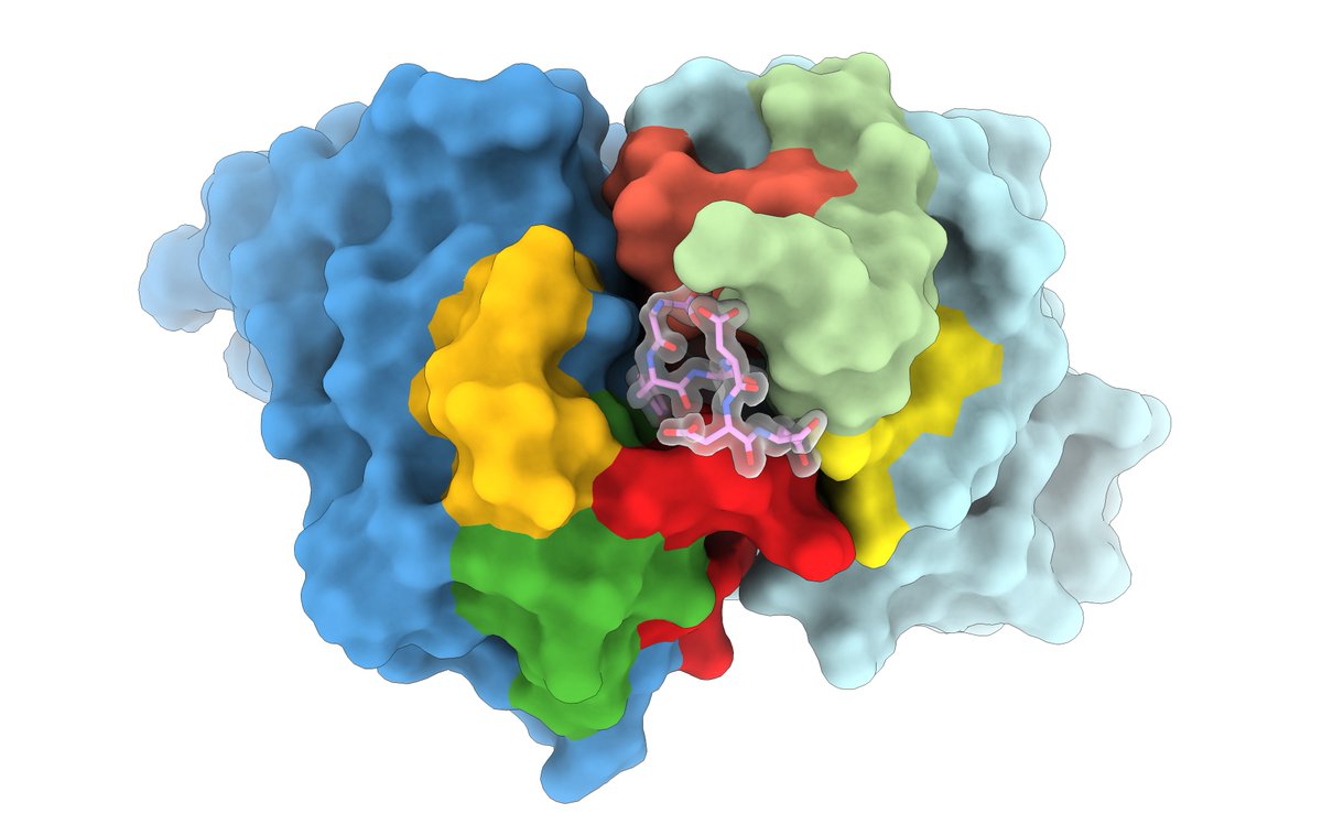 We determined the structure of anti-FLAG-M2 in complex with the FLAG peptide, with a surprising twist in the result. Great work by @MFPronker @JWBglnk biorxiv.org/content/10.110…