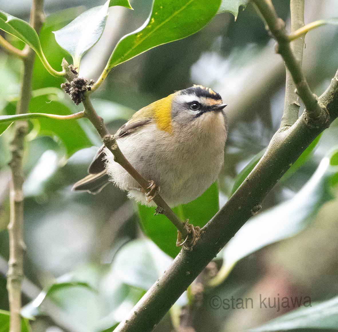 A fantastic photo of a firecrest taken by @Qjava @RowantNNR - our #bird #surveys continue to get busier as we head into #Spring2024. #spring #birds #nature